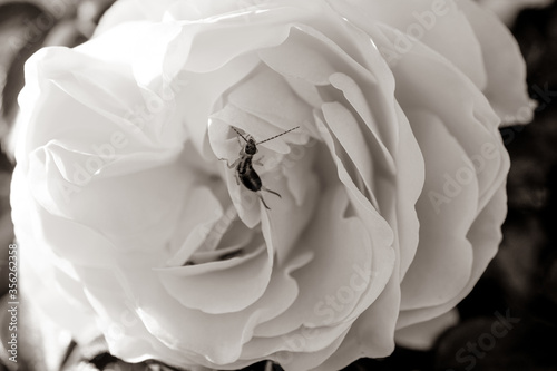 Englische Rose mit Insekt Sephia Edel traumhaft zauberhaft weiße Rosen photo