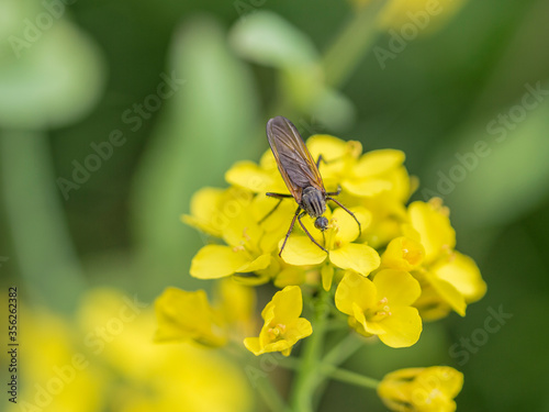 A Dance Fly (Empis Tessellata) pollination Rapeseed (Brassica Napus)
