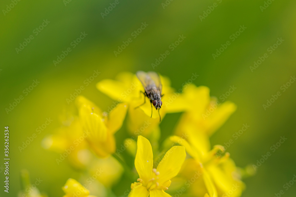 A Housefly (Musca Domestica) on Rapeseed (Brassica Napus) A Housefly (Musca Domestica) on Rapeseed (Brassica Napus)