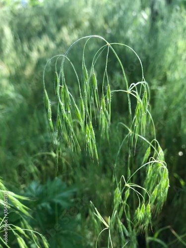 pretty drooping green grass in the sunlight