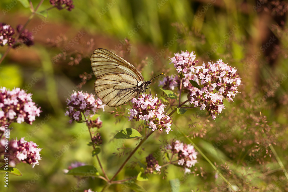 Wild violet flowers and butterfly in a meadow in nature Wild violet flowers and butterfly in a meadow in nature