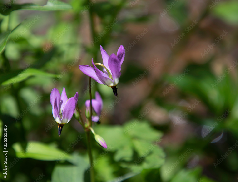 Dark Throat Shooting Star Wildflower Dark Throat Shooting Star Wildflower