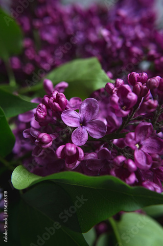 A bouquet of lilacs. Close up. Beautiful violet flowers. Greeting card. Spring flowers.
