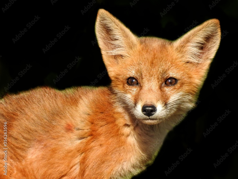 Young Red Fox Portrait On Black Background