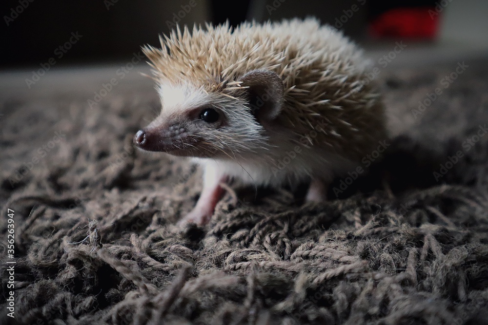 Naklejka premium Cute hedgehog (Max)