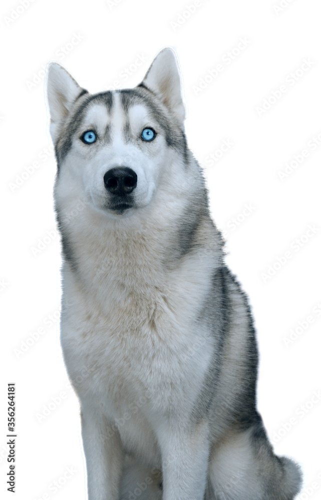 Fototapeta premium dog siberian hasky on winter background isolate
