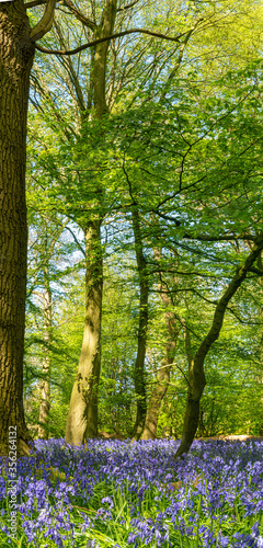 Fototapeta Naklejka Na Ścianę i Meble -  portrait panoramic view of Blue Bells in woods and woodland purple carpet of flowers in forest with dappled sunlight through branches