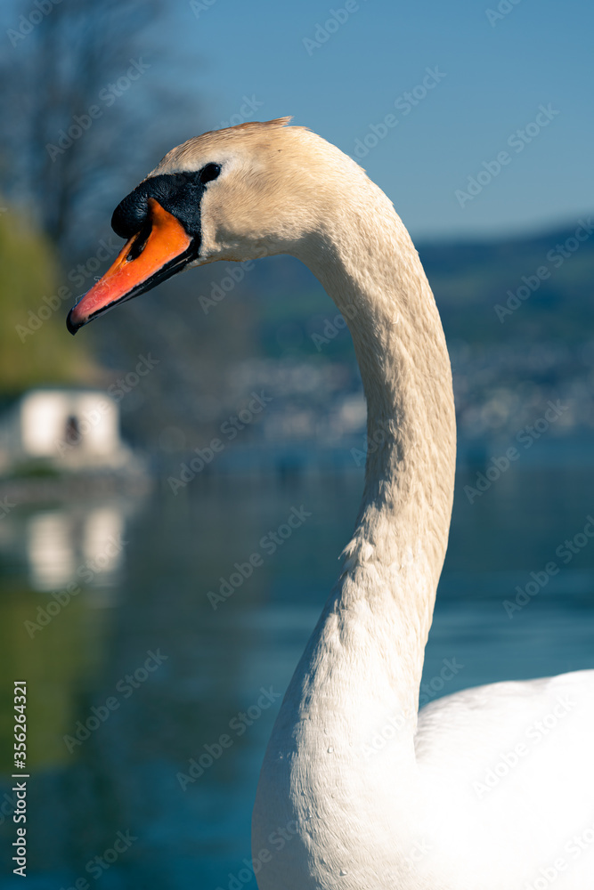 Obraz premium Schwan Portrait