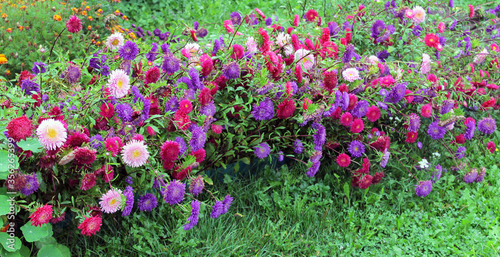 Aster autumn flowers of different colors in the garden