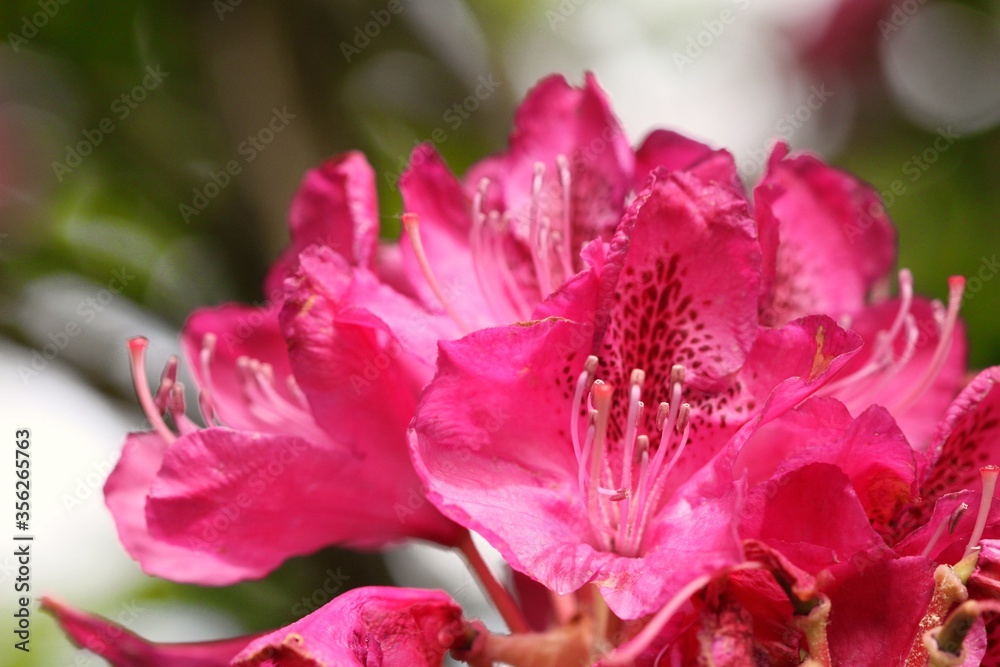 pink rose flower