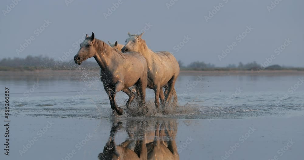 Panning shot of wet horses wading while splashing water in sea against sky at sunset - Camargue, France Panning shot of wet horses wading while splashing water in sea against sky at sunset - Camargue, France
