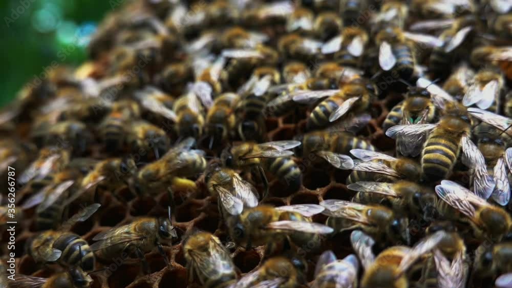 Colony of bees on honeycomb Colony of bees on honeycomb