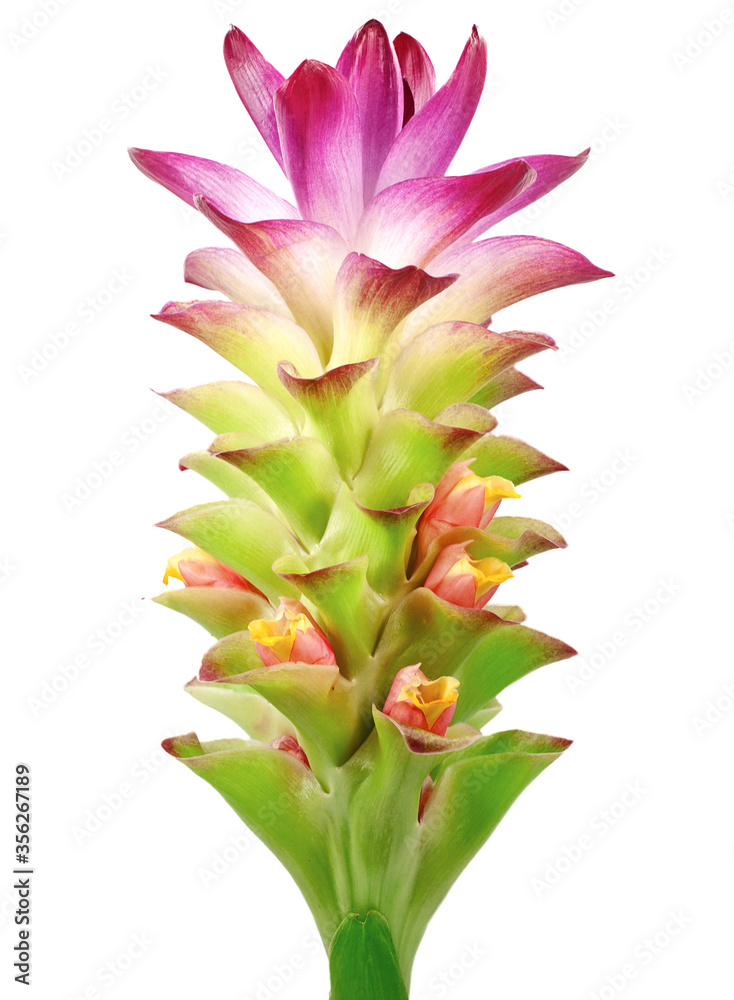 Obraz premium Turmeric flower isolated on white background