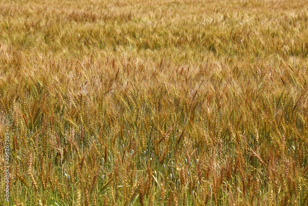 小麦の麦畑