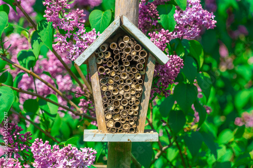 Close up front view of aged antique bee hotel with wooden tubes and purple flowers to background