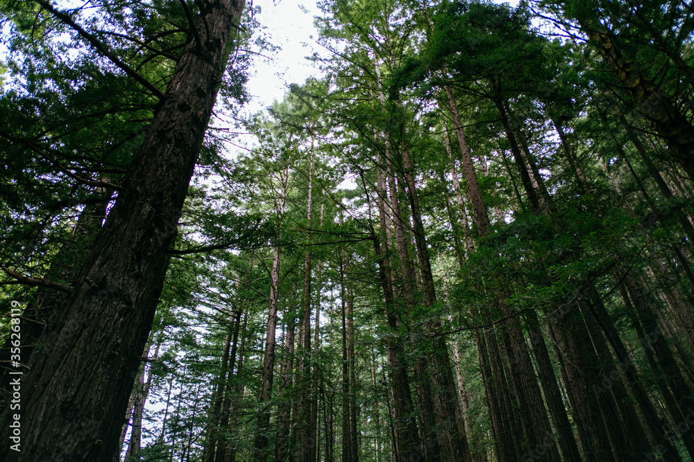 Obraz premium Redwood Forest