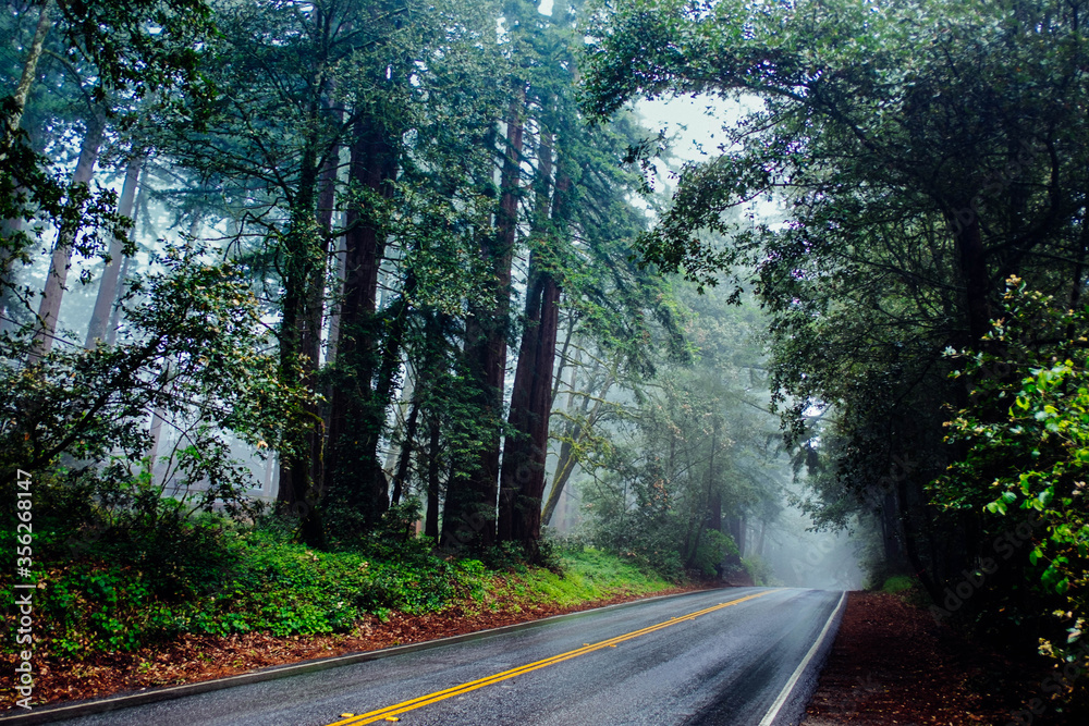 Redwood Forest