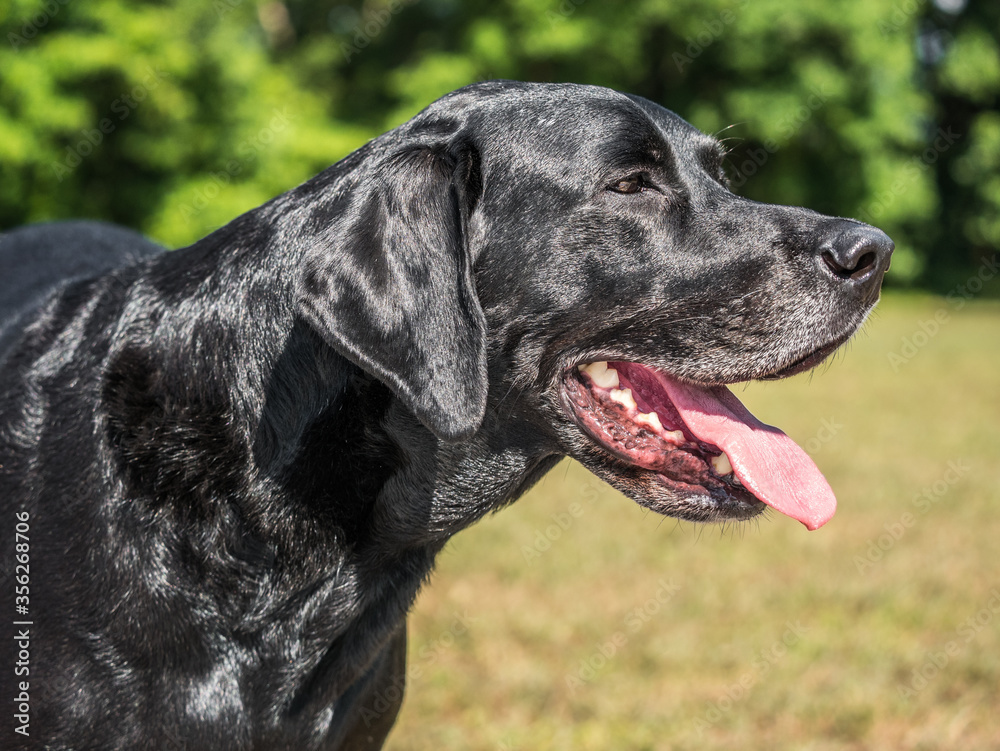 A black labrador retriever mix looking to the side wth tongue and teeth showing. A black labrador retriever mix looking to the side wth tongue and teeth showing.