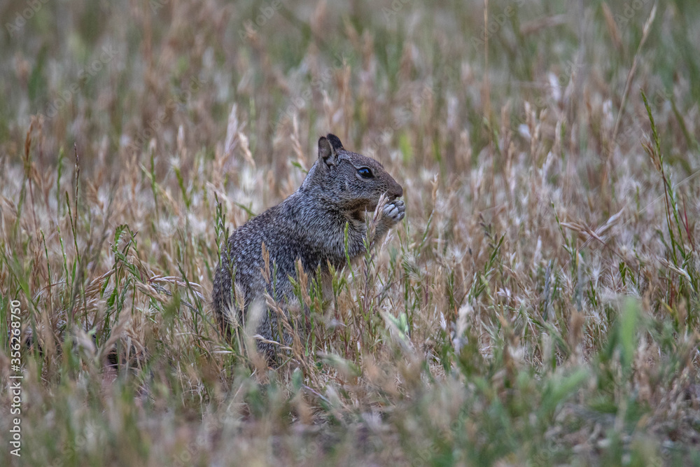 Naklejka premium California ground squirrel