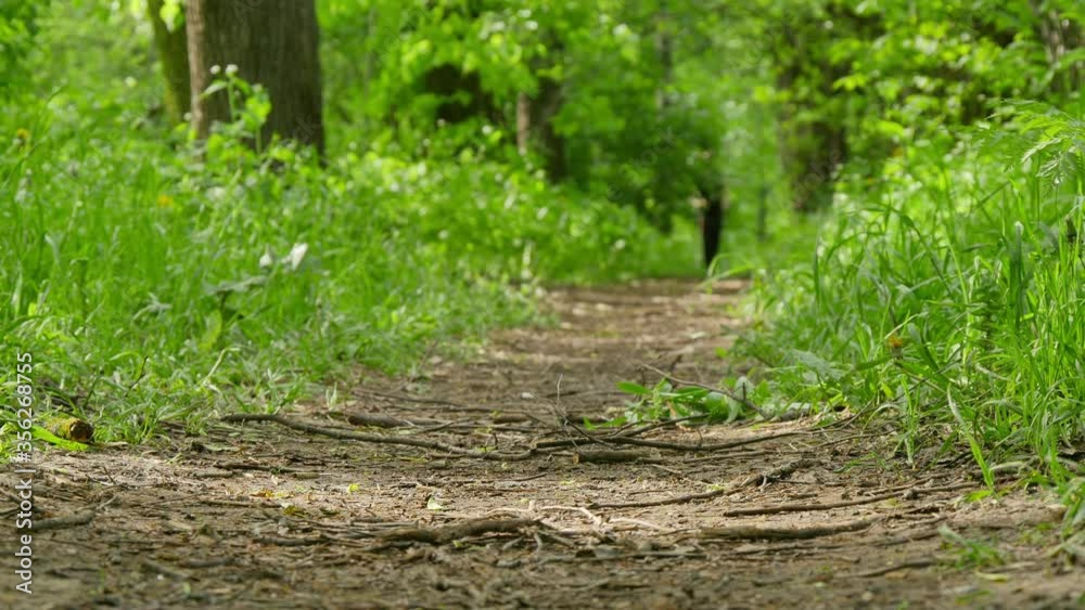 Young woman doing nordic walking sport on a forest trail on a summer day. Low angle shot. Young woman doing nordic walking sport on a forest trail on a summer day. Low angle shot.