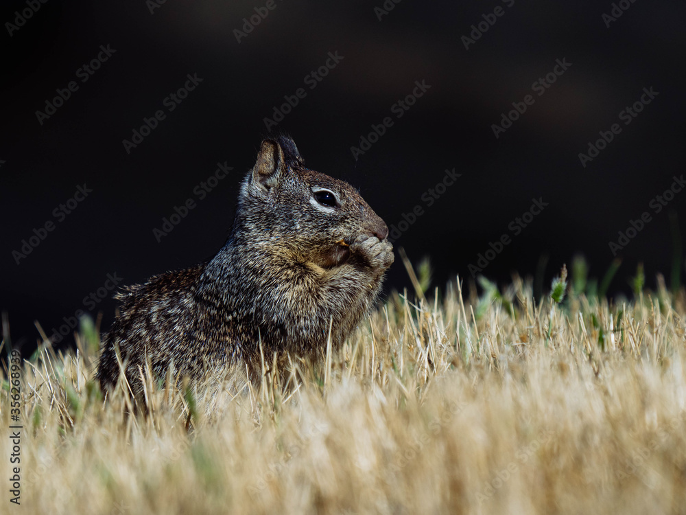 Fototapeta premium California ground squirrel
