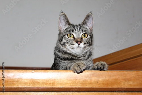 cat on a wooden table