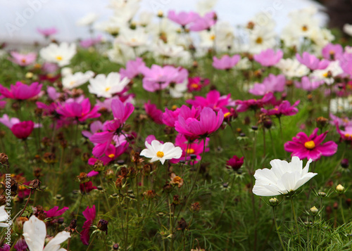 Beautiful pink and white Anemone Cosmos flowers