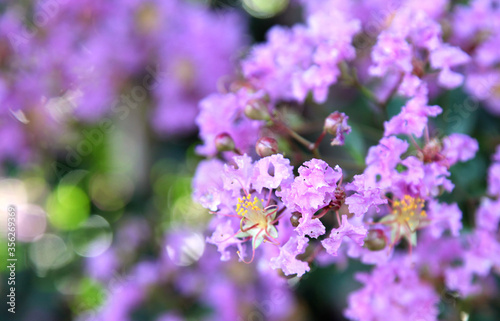 Closeup of pretty pink Crepe Myrtle plant