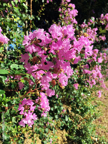 Closeup of pretty pink Crepe Myrtle plant