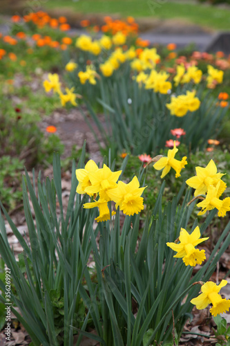 Beautiful colorful yellow and orange daffodil flowers in garden in early Spring in Victoria, Australia