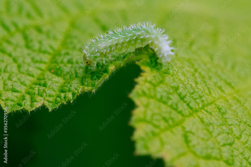 green fern leaf