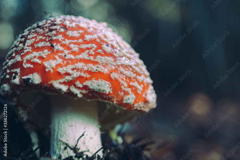 Fototapeta premium Wild mushroom growing in wet forest; vintage style
