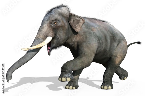 Indian Elephant isolated on white background 3d illustration