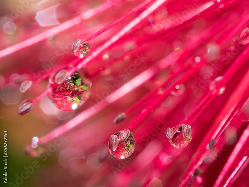 Red stamens with morning dews