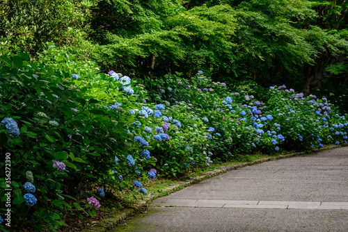 道端の紫陽花
