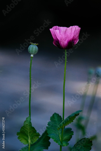 poppy seed pod and poppy flower