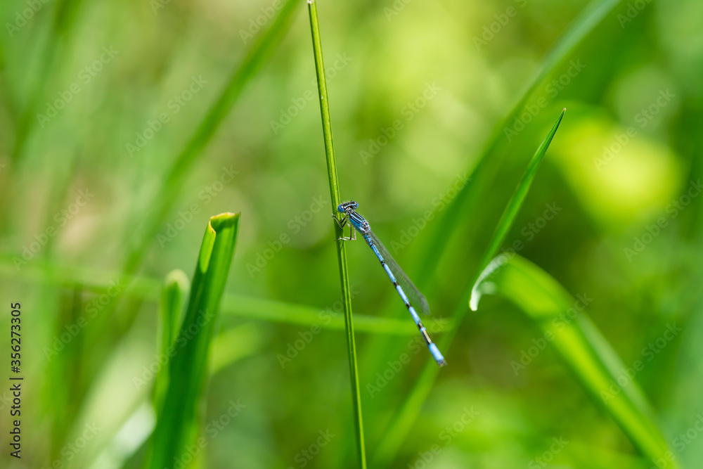 Double Striped Bluet in Springtime Double Striped Bluet in Springtime