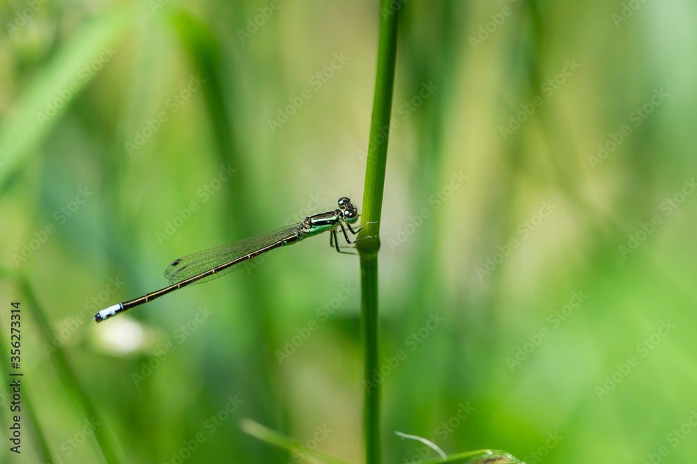 Eastern Forktail Damselfly in Springtime