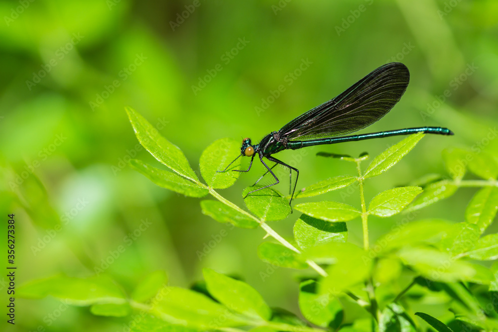Ebony Jewelwing on Leaf in Springtime Ebony Jewelwing on Leaf in Springtime