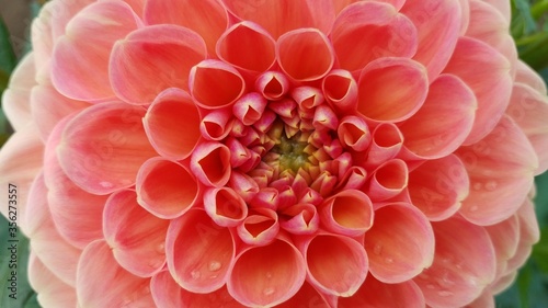 dahlia flower with pink petals blooming and green leaves