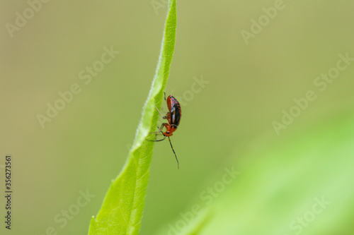 Four Lined Plant Bug Nymph in Springtime photo