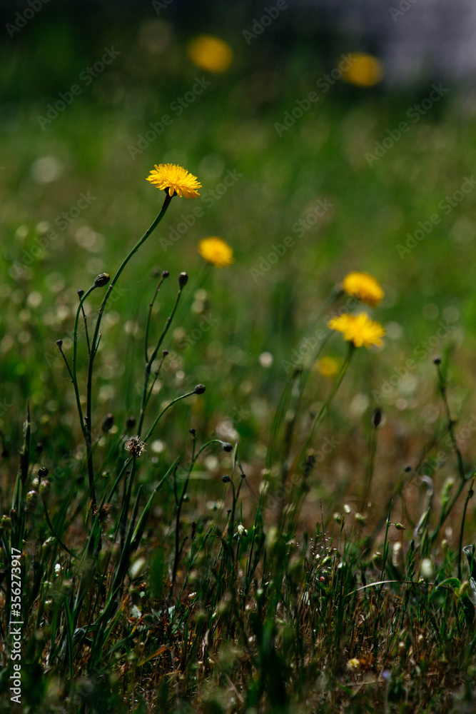 yellow flowers in the grass