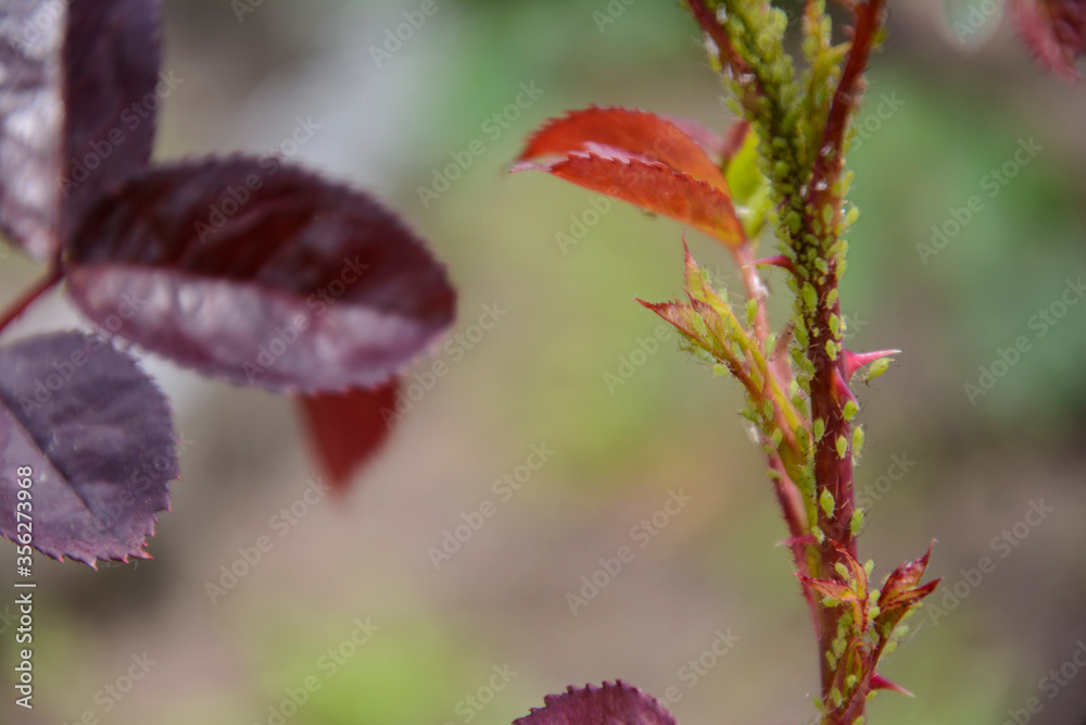 Aphid - a harmful insect destroys the sprouts of a spring rose. Aphid - a harmful insect destroys the sprouts of a spring rose.