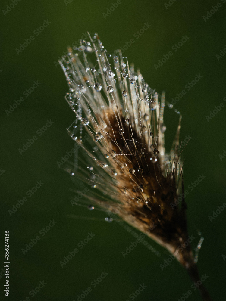 Weed Spike with morning dew Weed Spike with morning dew
