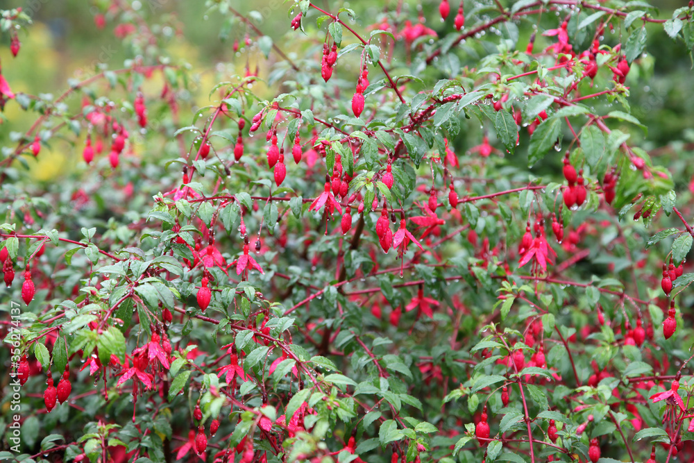 Closeup of beautiful pink and purple fuchsia flowers Closeup of beautiful pink and purple fuchsia flowers