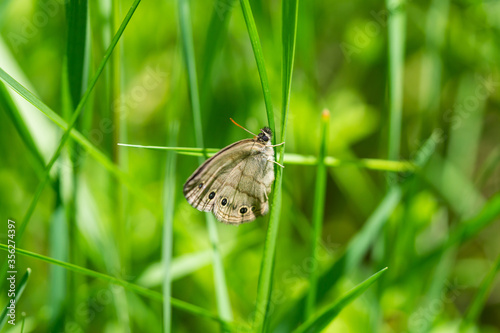 Little Wood Satyr in Springtime photo