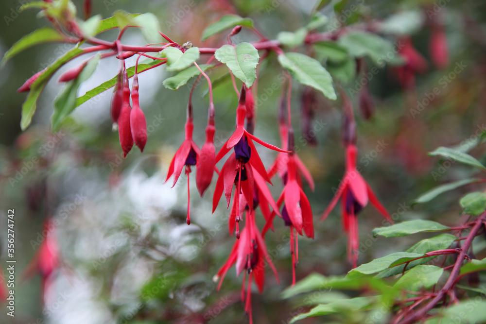 Closeup of beautiful pink and purple fuchsia flowers