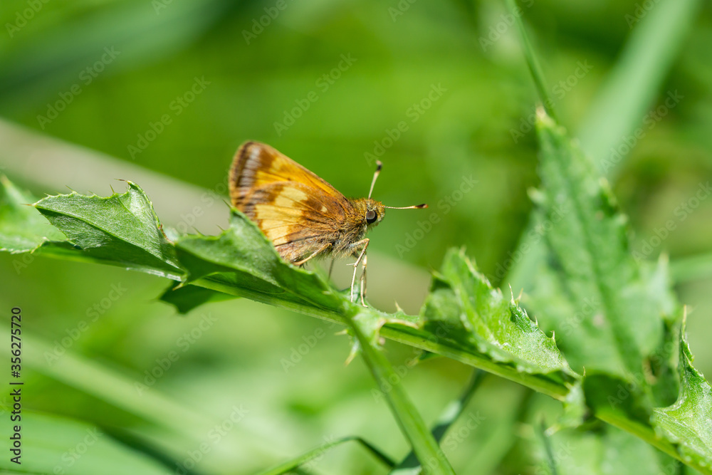 Fototapeta premium Peck's Skipper in Springtime