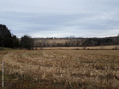 brown corn field and trees on farm