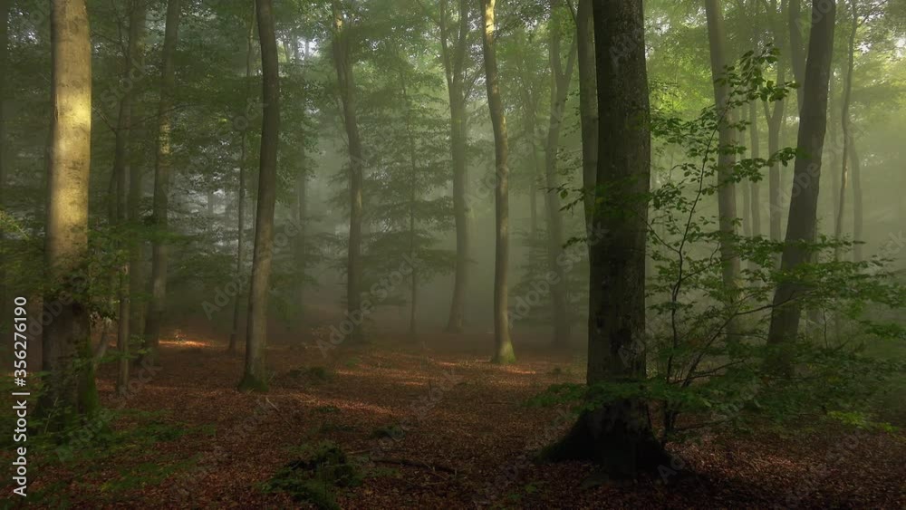 WS PAN Trees in forest in sunlight/ Kastel-Staadt, Rhineland-Palatinate, Germany WS PAN Trees in forest in sunlight/ Kastel-Staadt, Rhineland-Palatinate, Germany